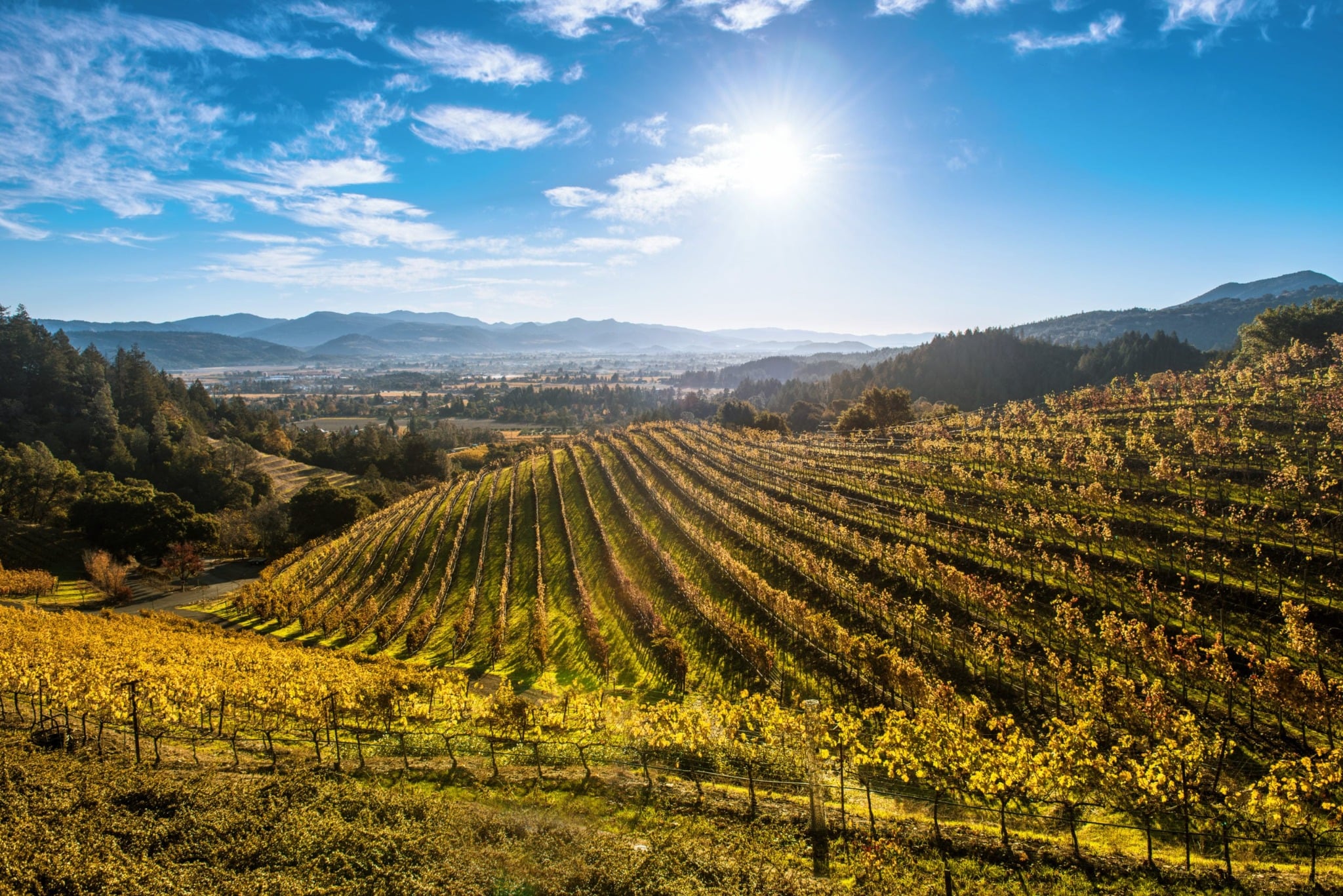 Napa Valley vineyards glowing at golden hour